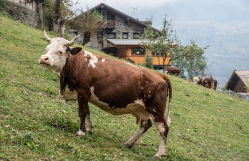 Agriturismo La Clochette - Foto 44