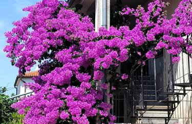 Apartments Villa Rosa - Foto 44