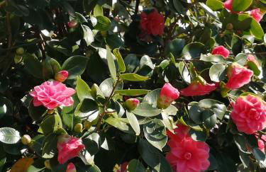 Casa Vacanze Le Violette - Foto 4