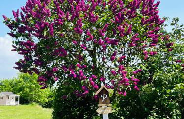 Ferienhaus in idyllischer Lage - Ankommen & durchatmen - Foto 24