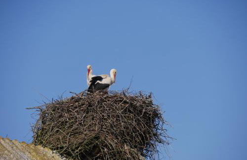 Lindenhof, Wohnung 1, Giebel - Foto 26