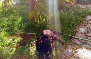 Maison Chopin - Foto 6