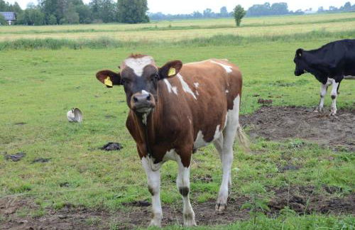 Farm stay Hof auf der Wurp - Photo 31