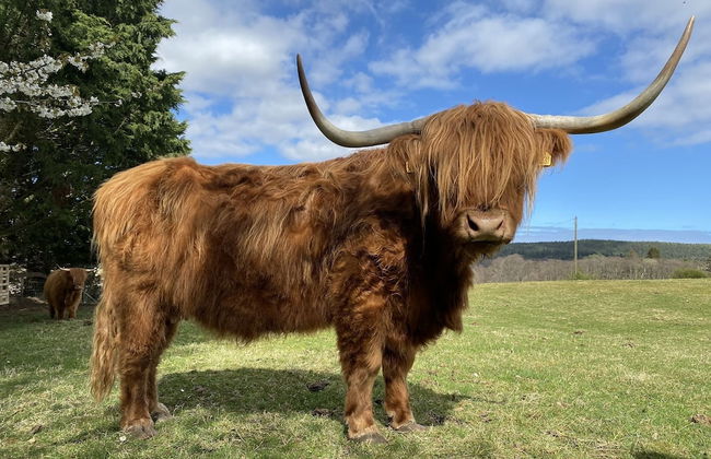Glampods - 5 Berth Glamping Pod Elgin - Foto 19