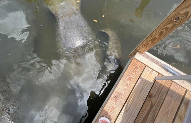 Dolphins Vacation Rental - Foto 23