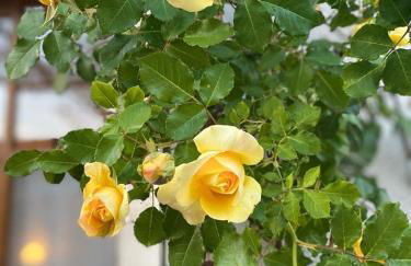 Maison 5 chambres à Lamotte, entre canal et centre équestre - Foto 38