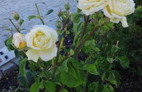 Casa Esperança - carefree living with big private pool and great views - Foto 34