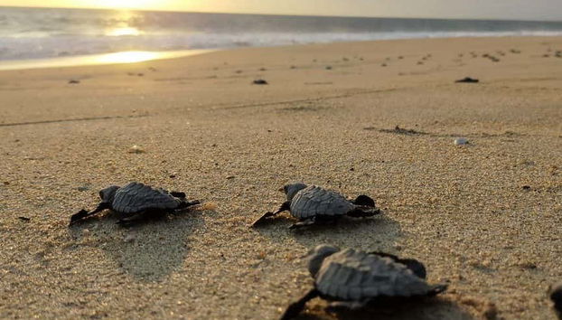 Libération de tortues