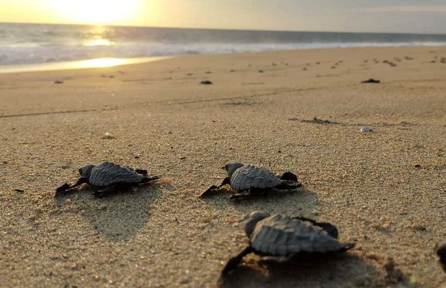 Turtle Release + Laguna de Manialtepec Evening Tour - Foto 1