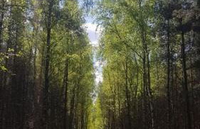 Pod Dębem - Foto 10