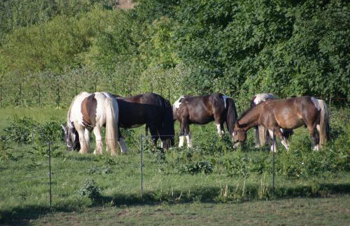 Do Góry Kołami - Foto 59