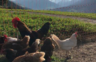 Gasleidhof - Photo 9