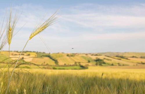 Agri Divin Amore - Foto 14