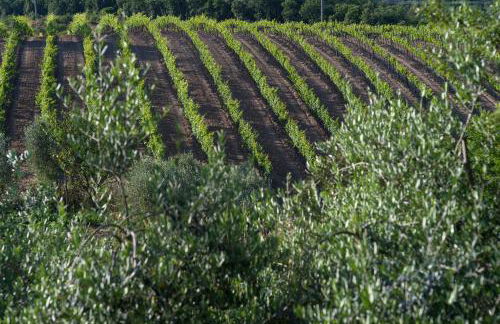 Tenuta La Tabaccaia - Foto 24