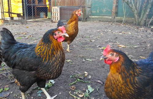 An der Hainmühle - Foto 36