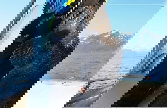 Senja Arctic Lodge AS - Foto 18