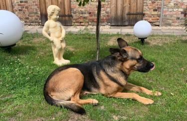 Pension Scheffler - Foto 26