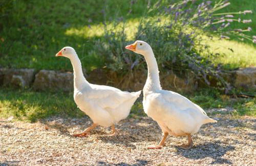 Fattoria Capobianco - Foto 36