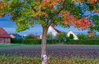 Ferienwohnung Schlossblick Schillingsfürst - Foto 9