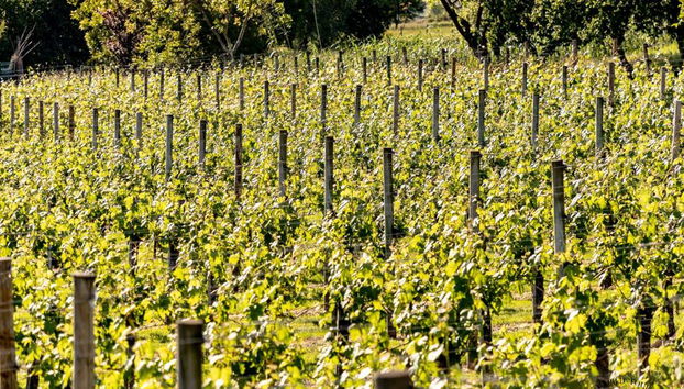 Tour del vino Txacoli con visita al Museo Txakoli e degustazione - Foto 3