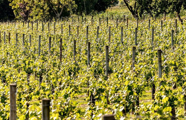 Tour del vino Txacoli con visita al Museo Txakoli e degustazione - Foto 3