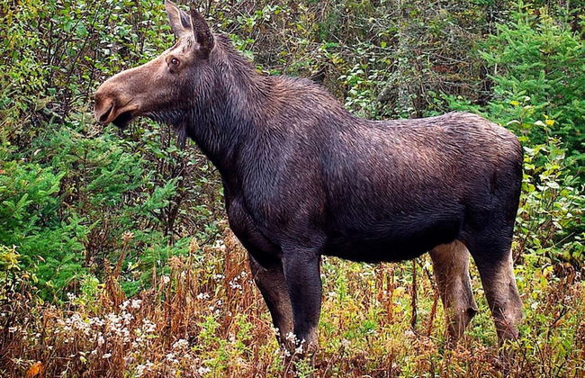 Charming Summer Cottage With Sauna-by Traum - Foto 23