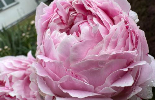 historisches Winzerhaus mit Moselblick - Foto 13