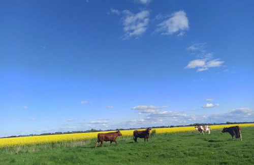 Landblick - idyllische Wohnung an der Nordsee - Foto 21