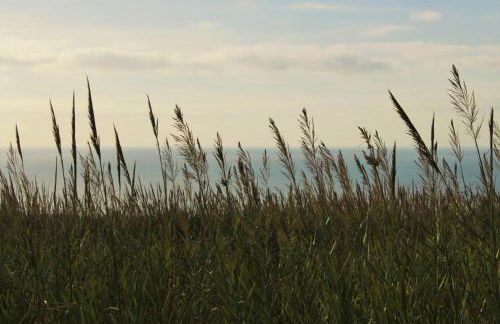 Laurel Beach House - Foto 34