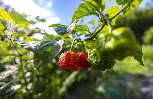 Waterfall House with Ocean Views in Haiku, Maui - Photo 37