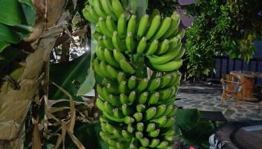 La Era de Catuja - Foto 3