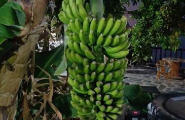 La Era de Catuja - Foto 3