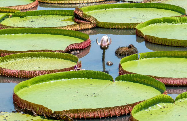 Tour por el lago do Maicá - Foto 1