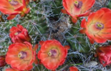 Legacy Ranch - Foto 45