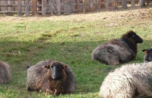 Holiday Home Blockhaus in Gajówka mit Kaminofen by Interhome - Foto 19