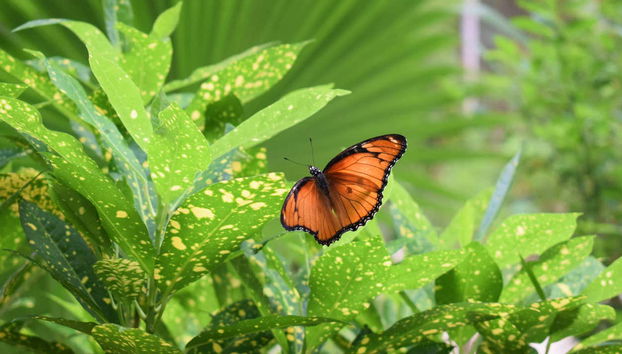 Escursione alla foresta di Jozani - Foto 5