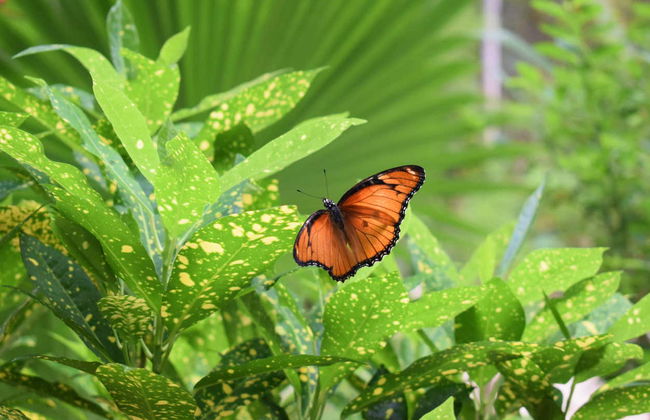 Excursión al Parque Nacional de Jozani - Foto 5