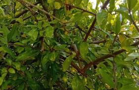 Quinta da Tranquilidade - Foto 22