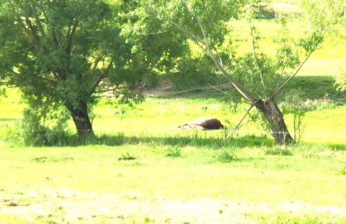 Im historischen Gesindehaus 15 min zum Strand - Foto 6