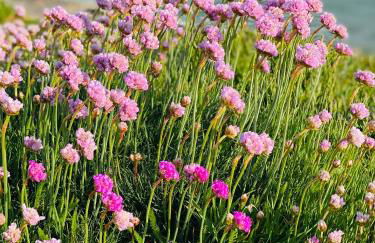 Little Woodside a beautiful New Forest self contained private luxury annexe - Foto 64