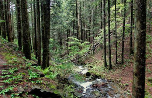 Casa Foresto, Vallombrosa, wifi, pet friendly - Foto 35