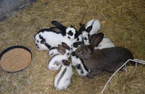 Haus Blume - Foto 50