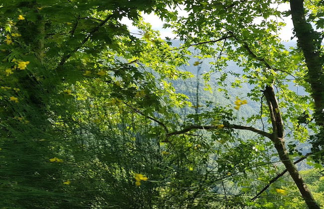 Beautiful Tranquil Stone Cottage - Foto 19