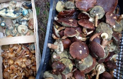 W starej szkole - agroturystyka - Foto 77