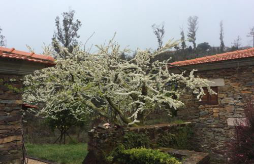 T3 Quinta da Melroa - Mountain Villa - Caramulo - Photo 35