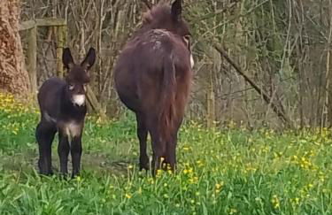 El Rinconin de Degu - Photo 39
