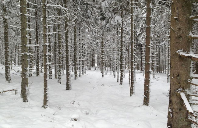 Falstone Barns - Foto 30