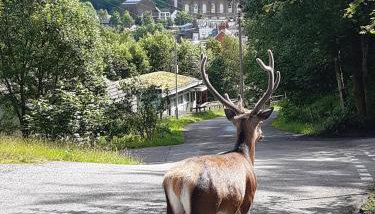 Riverside Pod, West Highland Way Holidays - Foto 3