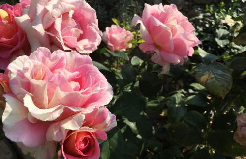 Vierseitenhof Hasenfelde - Ferienwohnung Feldblick - Foto 20