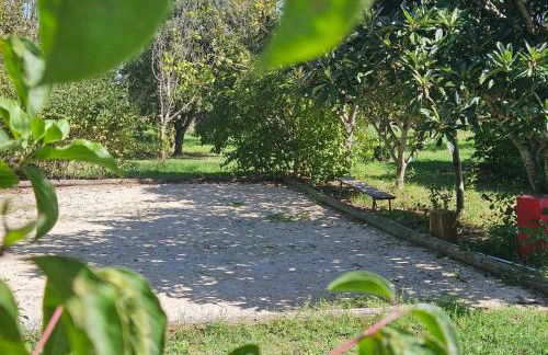 Les oliviers - Foto 5